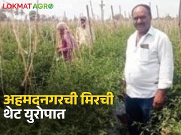 Success Story : अहमदनगरच्या मिरचीचा ठसका थेट युरोपात; नव्वद दिवसांत २ टन उत्पादन कसं घेतलं?  - Marathi News | Latest news Ahmednagar farmers export green chillies to Europe 2 tonne production in 90 days | Latest News at Lokmat.com