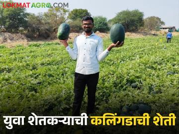 युवा शेतकऱ्याने नापीक जमिनीवर पिकवले कलिंगड, नगरचे कलिंगड पोहचले पश्चिम बंगालला - Marathi News | A young farmer cultivated Kalingad on barren land, Kalingad of the city reached West Bengal | Latest News at Lokmat.com