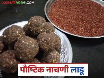 Nagali Ladu : नागलीच्या लाडूंना मागणी वाढली, असे बनवा घरच्या घरी नागलीचे लाडू ! - Marathi News | Latest News Demand for Nagli laddus has increased, make Nagli laddus at home see Details | Latest News at Lokmat.com Nagali Ladu : नागलीच्या लाडूंना मागणी वाढली, असे बनवा घरच्या घरी नागलीचे लाडू ! - Marathi News | Latest News Demand for Nagli laddus has increased, make Nagli laddus at home see Details | Latest News at Lokmat.com