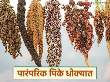 पारंपरिक पिके धोक्यात, केवळ एवढ्याच फळ-भाज्या पिकवल्या जातात, काय सांगते आकडेवारी  - Marathi News | Latest News Traditional crops are in danger, world depends on only 48 types of fruits and vegetables | Latest News at Lokmat.com