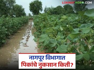 Rain Impact on Crops : नागपूर विभागात कोसळधारा; मोठ्या प्रमाणात पिकांचे नुकसान वाचा सविस्तर - Marathi News | latest news Rain Impact on Crops: Torrential rain in Nagpur division; Large scale crop damage Read in detail | Latest News at Lokmat.com Rain Impact on Crops : नागपूर विभागात कोसळधारा; मोठ्या प्रमाणात पिकांचे नुकसान वाचा सविस्तर - Marathi News | latest news Rain Impact on Crops: Torrential rain in Nagpur division; Large scale crop damage Read in detail | Latest News at Lokmat.com