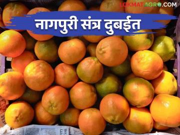 शेतमालाला कृषी व्यवसायातून नवी दिशा; निर्यात प्रक्रियेत शेतकऱ्यांचा सहभाग वाढणार  - Marathi News | Nagpuri santra going to dubai | Latest News at Lokmat.com