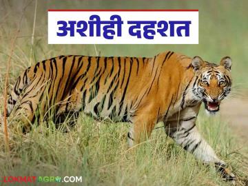 Tigers in the Farm : काय सांगताय! इथे रोजच दिसतो वाघ... शेतात, शिवारात तर कधी गावात वाचा सविस्तर - Marathi News | Tigers in the Farm : What are you saying! Tigers are seen here every day... in the fields, in the fields and sometimes in the village. Read more | Latest News at Lokmat.com