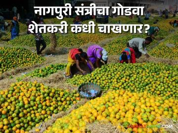 नागपुरात संत्रा बर्फीचा गोडवा, अमरावतीत केव्हा? - Marathi News | The sweetness of orange ice cream in Nagpur, when in Amravati? | Latest News at Lokmat.com