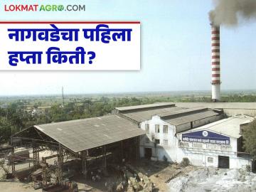 नागवडेचा हंगाम १० फेब्रुवारीपर्यंत चालणार; ऊस बिलाचा पहिला हप्ता कितीने दिला? - Marathi News | Nagwade sugar factory season will last till February 10; How many people have paid the first installment of sugarcane bill? | Latest News at Lokmat.com