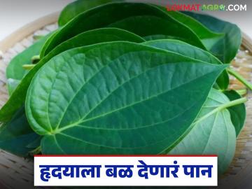 हार्ट फेल्युअरचा धोका कमी करणारे हृदयाच्या आकारचे 'हे' पान ठरले संशोधनात बहुगुणी - Marathi News | Heart shaped leaf found to be beneficial in reducing risk of heart failure | Latest News at Lokmat.com हार्ट फेल्युअरचा धोका कमी करणारे हृदयाच्या आकारचे 'हे' पान ठरले संशोधनात बहुगुणी - Marathi News | Heart shaped leaf found to be beneficial in reducing risk of heart failure | Latest News at Lokmat.com