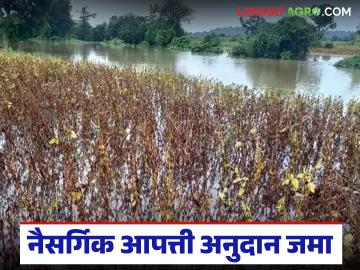 साडेपाच लाख शेतकऱ्यांच्या खात्यावर नैसर्गिक आपत्ती अनुदानाचे १ हजार कोटी रुपये जमा - Marathi News | Rs 1,000 crore in natural disaster grant deposited in the accounts of five and a half lakh farmers | Latest News at Lokmat.com