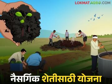 नैसर्गिक शेती करण्यासाठी १००% राज्य पुरस्कृत 'ही' योजना शेतकऱ्यांसाठी फायदेशीर; कसा घ्याल लाभ? - Marathi News | This 100% state-sponsored scheme for natural farming is beneficial for farmers; How will you benefit? | Latest News at Lokmat.com