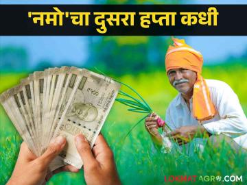Namo Maha Sanman Yojana : नमो महासन्मानचा एकच हप्ता मिळाला दुसरा कधी? - Marathi News | Namo Maha Sanman Yojana : Namo Maha Sanman Yojana received only one installment when the second? | Latest News at Lokmat.com