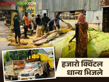 Nanded APMC : अचानक आलेल्या पावसाने शेतकऱ्यांची धावपळ; बाजारातील धान्य पाण्यात - Marathi News | latest news Nanded APMC: Farmers rush due to sudden rain; Grains in the market submerged in water | Latest News at Lokmat.com
