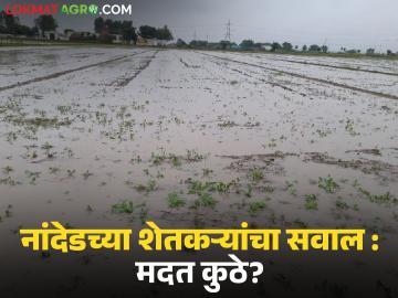 Nanded Crop Damage : नांदेडच्या शेतकऱ्यांचा सवाल : निवडणुकीत तुमच्याकडे पाठ फिरविली तर? - Marathi News | latest news Nanded Crop Damage : Question from Nanded farmers: What if farmers also turn their backs on you in the elections? | Latest News at Lokmat.com