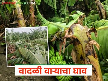 Banana Crop Damage : मृग नक्षत्राच्या बरसल्या सरी; हजारो हेक्टरवरील केळी उद्ध्वस्त! वाचा सविस्तर - Marathi News | latest news Banana Crop Damage: Heavy rains from Mrig Nakshatra; Bananas on thousands of hectares destroyed!! | Latest News at Lokmat.com