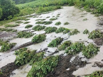 Marathwada Rain : नांदेड जिल्ह्यात मुसळधार पाऊस, पिके वाहून गेली, जनावरांचेही नुकसान  - Marathi News | Latest News Marathwada Rain Heavy rains in Nanded district, crops washed away, animals also damaged  | Latest News at Lokmat.com