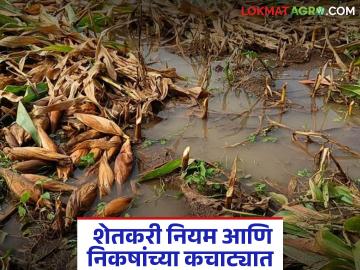 आधी अतिवृष्टीच्या पॅकेजमध्ये समावेश, नंतर 24 तासांत अध्यादेश बदलला, वाचा सविस्तर  - Marathi News | Latest News agriulture News Nandurbar district excluded from heavy rainfall package nuksan bharpai | Latest News at Lokmat.com