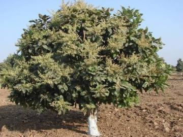 सातपुड्यातील आदिवासी शेतकरी जोपासताय 'चारोळी', चारोळी पिकाचं गणित काय? - Marathi News | Latest News Tribal farmers in Satpuda nandurbar are cultivating 'Charoli' | Latest News at Lokmat.com सातपुड्यातील आदिवासी शेतकरी जोपासताय 'चारोळी', चारोळी पिकाचं गणित काय? - Marathi News | Latest News Tribal farmers in Satpuda nandurbar are cultivating 'Charoli' | Latest News at Lokmat.com