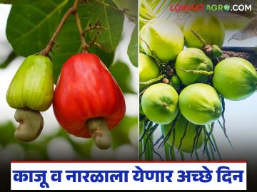 काजू व नारळ बागायतदरांसाठी खुशखबर; केंद्रीय अर्थसंकल्पात या पिकांसाठी मोठी तरतूद - Marathi News | Good news for cashew and coconut farmers; Big provision for this crops in the Union Budget | Latest News at Lokmat.com काजू व नारळ बागायतदरांसाठी खुशखबर; केंद्रीय अर्थसंकल्पात या पिकांसाठी मोठी तरतूद - Marathi News | Good news for cashew and coconut farmers; Big provision for this crops in the Union Budget | Latest News at Lokmat.com