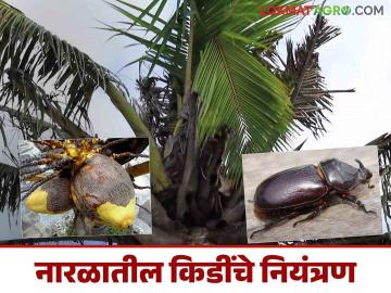 नारळ पिकातील गेंड्या भुंगा व इरीओफाईड कोळीचे कसे कराल नियंत्रण? - Marathi News | How to control rhinoceros beetles and eriophyid mites in coconut crops? | Latest News at Lokmat.com नारळ पिकातील गेंड्या भुंगा व इरीओफाईड कोळीचे कसे कराल नियंत्रण? - Marathi News | How to control rhinoceros beetles and eriophyid mites in coconut crops? | Latest News at Lokmat.com
