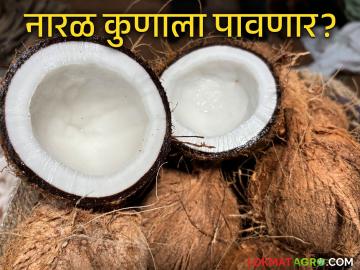 Naral Market : मुंबई बाजार समितीत नारळाची सर्वाधिक आवक; सरासरी कसा मिळतोय दर? - Marathi News | Naral Market : Highest arrival of coconuts in Mumbai Market Committee; How is the average price being obtained? | Latest News at Lokmat.com