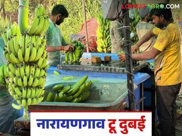 Keli Niryat : नारायणगावच्या शेतातून केळीचा १५ टनचा पहिला कंटेनर अखाती देशात रवाना - Marathi News | Keli Niryat : The first container of 15 tons of bananas from the Narayangaon farm leaves for the Gulf country | Latest News at Lokmat.com