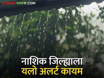 Nashik Rain : परतीच्या पावसाने नाशिक जिल्ह्याला झोपडले, पिकांचे नुकसान, यलो अलर्ट कायम  - Marathi News | Latest News Return of rains lashed Nashik district, yellow alert remains  | Latest News at Lokmat.com