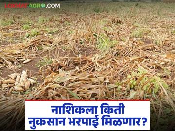 नाशिक जिल्ह्यात चार लाख शेतकऱ्यांना मिळणार नुकसान भरपाई, कधीपर्यंत मिळणार?  - Marathi News | Four lakh farmers in Nashik district will get compensation, till when will they get it? | Latest News at Lokmat.com