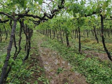 Nashik : नाशिक जिल्ह्यात अवकाळीने पिकांची दाणादाण, तब्बल 32 हजार हेक्टरवरील पिकांचे नुकसान  - Marathi News | Latest News Damage to crops on 32 thousand hectares due to unseasonal rain in Nashik district | Latest agriculture News at Lokmat.com