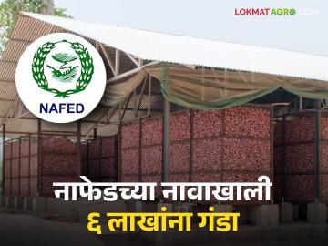 नाफेडचा अधिकारी भासवून पिंपळगाव बसवंत येथील शेतकऱ्यांस ६ लाखांना गंडा - Marathi News | 6 lakhs to the farmers of Pimpalgaon Baswant by pretending to be an official of Nafed | Latest News at Lokmat.com