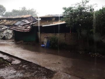 Nashik : नाशिकच्या पश्चिम पट्ट्यात भात शेतीचे मोठे नुकसान, ऐन काढणीच्या वेळी अवकाळीचा तडाखा - Marathi News | Latest News Damage to rice cultivation due to unseasonal rains in trimbakeshwer of Nashik | Latest agriculture News at Lokmat.com