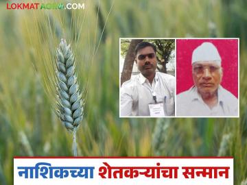 Agriculture News : नाशिकच्या शेतकऱ्यांची गव्हाची रोलमॉडेल शेती, राजस्तरावर सन्मान, वाचा सविस्तर - Marathi News | Latest News Agriculture News Nashik farmers' role model wheat farming, honored at Crop competition , read in detail | Latest News at Lokmat.com