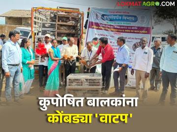 कुपोषित बालकांना कोंबड्यांचे वाटप केलं जातं आहे, जाणून घ्या सविस्तर - Marathi News | Latest News Distribution of chickens to malnourished children by nashik zp | Latest News at Lokmat.com कुपोषित बालकांना कोंबड्यांचे वाटप केलं जातं आहे, जाणून घ्या सविस्तर - Marathi News | Latest News Distribution of chickens to malnourished children by nashik zp | Latest News at Lokmat.com