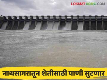 Jayakwadi Dam Water : नाथसागरातील पाण्याचे आवर्तन जाहीर ; रब्बीतील पिकांना मिळणार पाणी - Marathi News | Jayakwadi Dam Water : Water circulation in Nathsagar announced ; Rabi crops will get water | Latest News at Lokmat.com