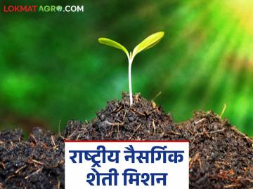 Natural Farming : 'या' जिल्ह्यात अडीच हजार हेक्टरवर होणार नैसर्गिक शेतीचा प्रयोग वाचा सविस्तर - Marathi News | Natural Farming: Natural farming experiment to be conducted on 2500 hectares in 'this' district Read in detail | Latest News at Lokmat.com
