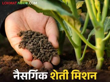 Natural Farming : धरा सेंद्रिय शेतीची कास; विषमुक्त धान्याला मिळतोय भाव - Marathi News | Natural Farming: Organic Farming product getting high price | Latest News at Lokmat.com