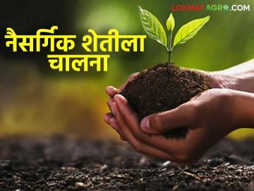 Natural Farming : रासायनिक शेतीला ब्रेक; जालन्यात नैसर्गिक शेतीला गती वाचा सविस्तर - Marathi News | latest news Natural Farming: Break to chemical farming; Accelerate natural farming in Jalna Read in detail | Latest News at Lokmat.com