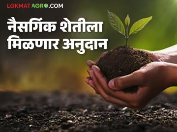 Natural Farming : नैसर्गिक शेतीला मोठी चालना; सरकार देणार अनुदान वाचा सविस्तर - Marathi News | latest news Natural Farming: A big boost to natural farming; Government will provide subsidy | Latest News at Lokmat.com