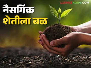 Natural Farming : नैसर्गिक शेतीचा विस्तार; वाशिम जिल्ह्यात २० संसाधन केंद्रांतून दर्जेदार निविष्ठांची निर्मिती - Marathi News | latest news Natural Farming: Expansion of natural farming; Production of quality inputs from 20 resource centers in Washim district | Latest News at Lokmat.com