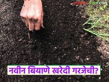 Seed Buying : दरवर्षी नवीन बियाणे खरेदी करणे गरजेचे आहे का? वाचा सविस्तर  - Marathi News | Latest News Navin Biyane Kharedi necessary to buy new seeds every year Read in detail | Latest News at Lokmat.com