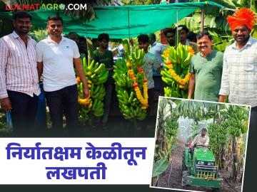अवकाळी व अतिवृष्टी संकटावर मात करत शेटफळच्या शेतकऱ्याने ४ एकर केळीतून घेतले ३२ लाखांचे उत्पन्न - Marathi News | Overcoming the crisis of unseasonal rains and heavy rainfall, this farmer earned an income of Rs. 32 lakhs from 4 acres of banana | Latest News at Lokmat.com