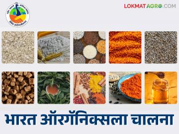 NCOL Bharat Organics : एनसीओएल देशातील सर्व प्राथमिक कृषी पतसंस्थांना सेंद्रीय मिशनशी जोडणार - Marathi News | NCOL Bharat Organics : NCOL will connect all primary agricultural credit society pacs in the country with the organic mission | Latest News at Lokmat.com NCOL Bharat Organics : एनसीओएल देशातील सर्व प्राथमिक कृषी पतसंस्थांना सेंद्रीय मिशनशी जोडणार - Marathi News | NCOL Bharat Organics : NCOL will connect all primary agricultural credit society pacs in the country with the organic mission | Latest News at Lokmat.com