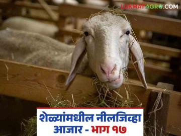 Goat Farming Disease : शेळ्यांची जीभ निळी पडलीय? निलजीव्हा आजारावर उपाय काय? वाचा सविस्तर  - Marathi News | Latest News Goat farming Symptoms and remedies of blue tongue disease in goats Read in detail | Latest News at Lokmat.com