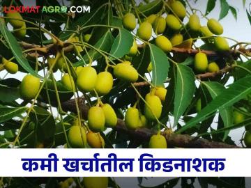 Neem Ark शेतकऱ्यांनो आताच करा निंबोळ्या गोळा, निंबोळी अर्कासाठी होईल याचा फायदा - Marathi News | Farmers should collect nimboli now, it will be beneficial for nimboli ark extract | Latest News at Lokmat.com