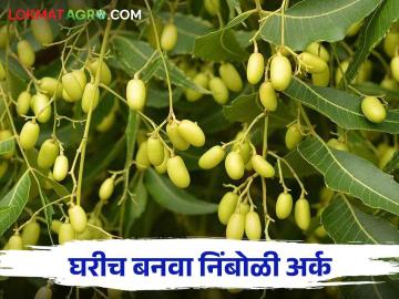 Nimboli Ark : पाच टक्क्याचा निंबोळी अर्क घरच्या घरी कसा बनवाल वाचा सविस्तर - Marathi News | Nimboli Ark : How to make five percent nimboli ark at home, read in detail | Latest News at Lokmat.com Nimboli Ark : पाच टक्क्याचा निंबोळी अर्क घरच्या घरी कसा बनवाल वाचा सविस्तर - Marathi News | Nimboli Ark : How to make five percent nimboli ark at home, read in detail | Latest News at Lokmat.com