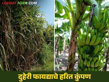 Banana Crop Management : केळी उत्पादक शेतकऱ्यांना बागेचे 'हे' हरित कुंपण देतंय दुहेरी फायदा - Marathi News | Banana Crop Management: This green fence of the garden gives double benefit to the banana farmers | Latest News at Lokmat.com