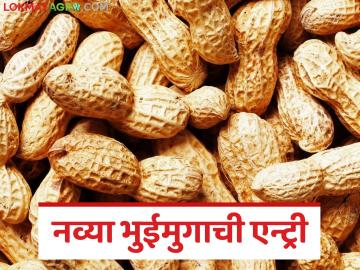 Groundnut Market : वसमतच्या मोंढ्यात नव्या भुईमुगाची एन्ट्री; शेतकऱ्यांना मिळतोय 'इतक्या' हजारांचा भाव - Marathi News | latest news Groundnut Market: New groundnut entry in Vasmat's market; Farmers are getting a price of 'so many' thousands | Latest News at Lokmat.com