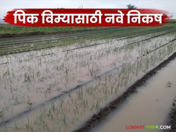 Pik Vima : विमा कंपन्यांसाठी शासनाचे नवे निकष; आता या शेतकऱ्यांना मिळणार नाही पिक विमा - Marathi News | Pik Vima : Government's new criteria for insurance companies; Now these farmers will not get crop insurance | Latest News at Lokmat.com