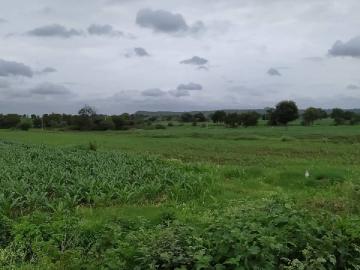 मराठवाड्यात पुढील पाच दिवस हलक्या सरींची शक्यता, शेतकऱ्यांनो पिकांना आणि पशुधनाला जपा - Marathi News | Chance of light showers in Marathwada for the next five days, farmers should manage their crops 'like this' | Latest News at Lokmat.com