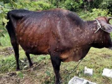 राज्यात पुन्हा 'लम्पी' रोगाने काढले डोके वर! - Marathi News | In the state again, the 'lumpy' disease raised its head! | Latest News at Lokmat.com