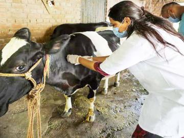 लातूर जिल्ह्यात पशुरोग निदान प्रयोगशाळेस शासनाची मान्यता - Marathi News | Govt approval of animal disease diagnosis laboratory in Latur district | Latest agriculture News at Lokmat.com