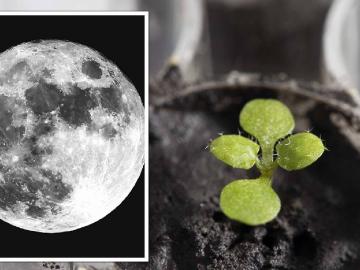 शेतीसाठी चंद्रयान मोहीमा फायद्याच्या, भारताला काय होणार फायदा? - Marathi News | Chandrayaan mission beneficial for agriculture, how does farming in space? | Latest News at Lokmat.com