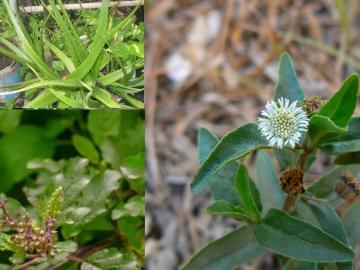 औषधी वनस्पतींची कशी घ्याल काळजी? 'या' योजनेंतर्गत मिळते शेतकऱ्यांना अनुदान - Marathi News | Conservation, Development and Sustainable Management Plan for Medicinal Plants | Latest News at Lokmat.com